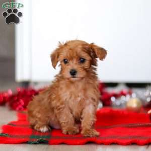 Archie, Yorkie Poo Puppy